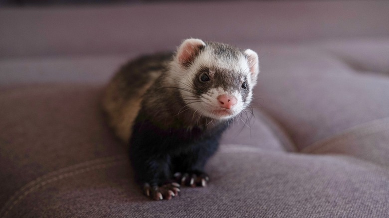 A domesticated ferret sits on a couch in close-up