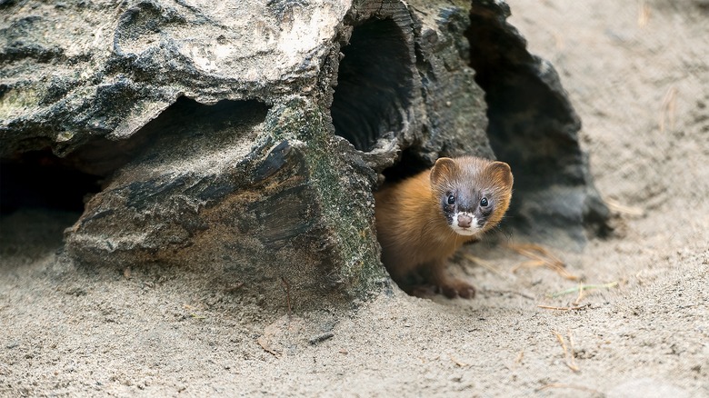 A weasel peeks out of its burrow in the root of a tree