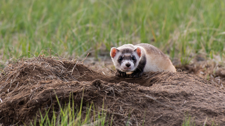 An Black-footed ferret is seen emerging from a nest on the plains