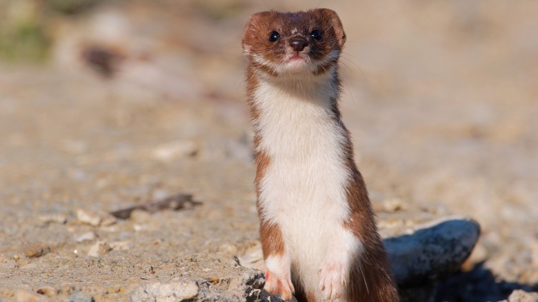 A least weasel (Mustela nivalis) looks into the camera