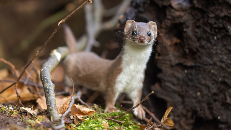 A weasel (Mustela nivalis) stands near a tree stump in a forest