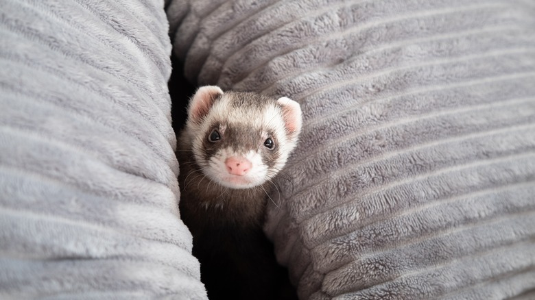 A ferret is seen poking its head out of a gap between two cushions