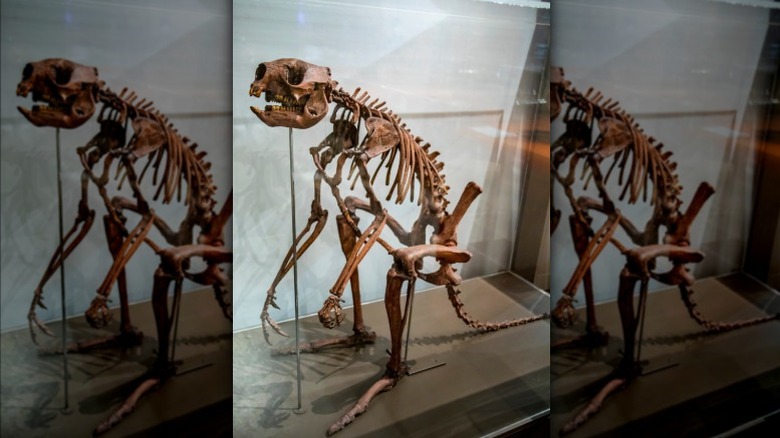 The skeleton of short-faced kangaroo (Simosthenurus occidentalis ) is seen standing in an Australian musuem