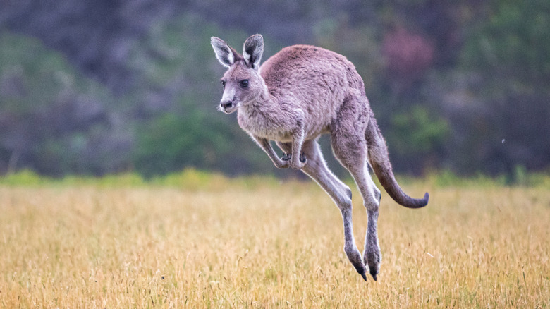 A kangaroo hops through a field with a line of trees in the background