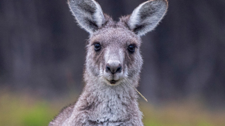 A wild kangaroos looks into camera against a blurred background