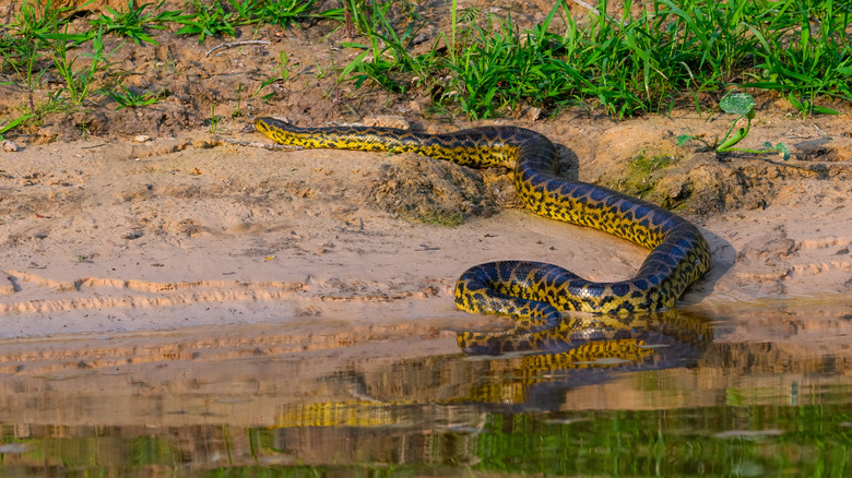 A green anaconda seen on a water bank in Brazil