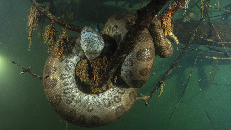 A Green Anaconda supports itself on a sunken tree branch in the Rio Formoso, Brazil