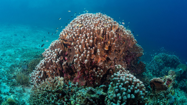 Example of a small Pavona clavus in Papua, Indonesia