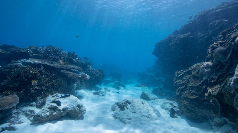 The ocean floor is seen as light shines through the surface of the water