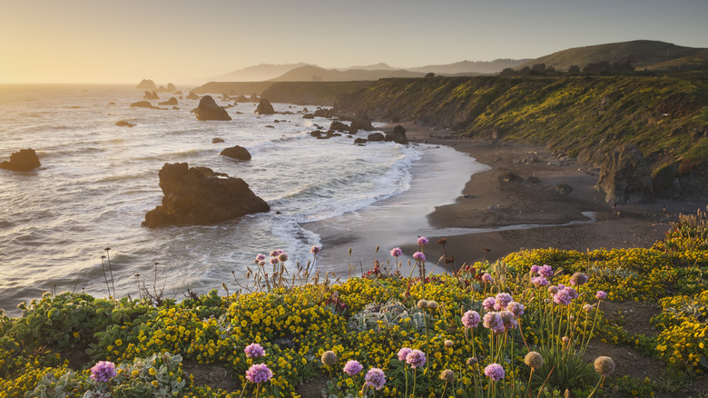 Wildflowers are seen on a bluff overlooking the California coast