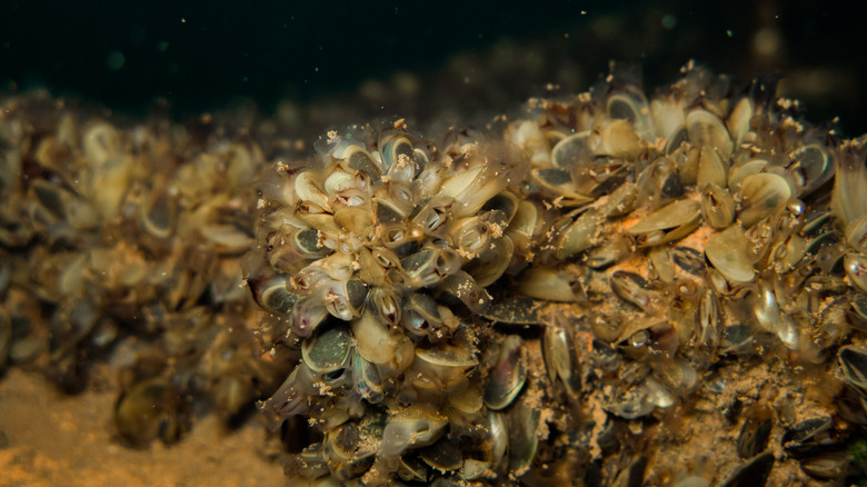 Dozens of Golden Mussels are encrusted on a surface