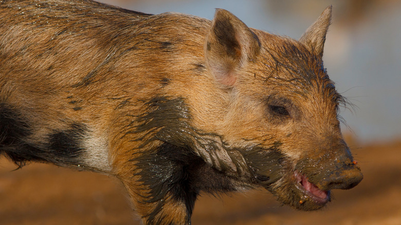 A feral hog stands with his mouth and underbelly caked in wet mud