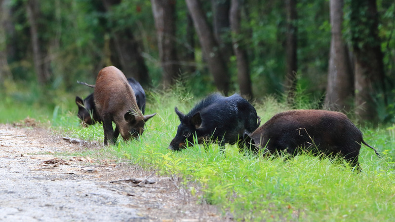 Feral hogs graze on a hiking trail in Texas