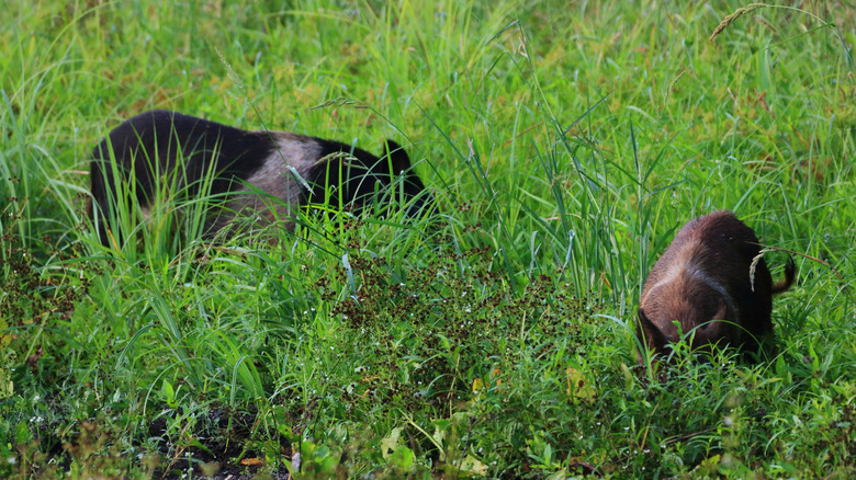 Feral hogs are seen amid tall grass in Texas