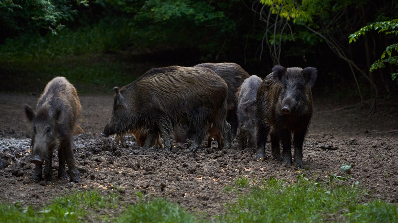 A herd of feral hogs stand in a forest