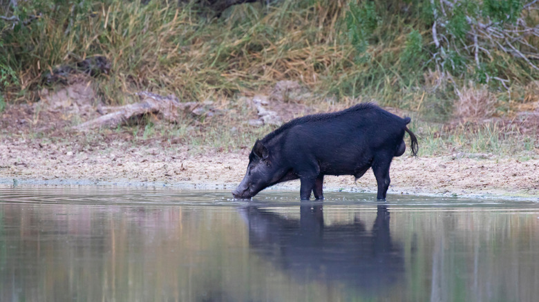 A large black feral hog drinks from a pond in Texas