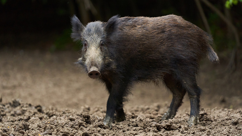 A feral hog is shown standing on dirt in the forest