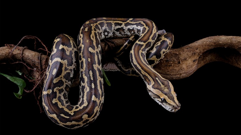 A Burmese python coiled around a branch