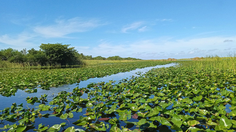 Wetlands at the Flordia everglades beneath a blue sky