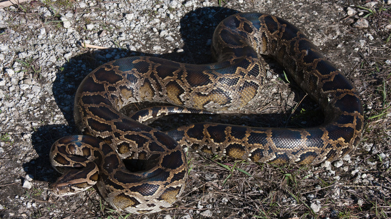 A Burmese python on the ground in South Florida