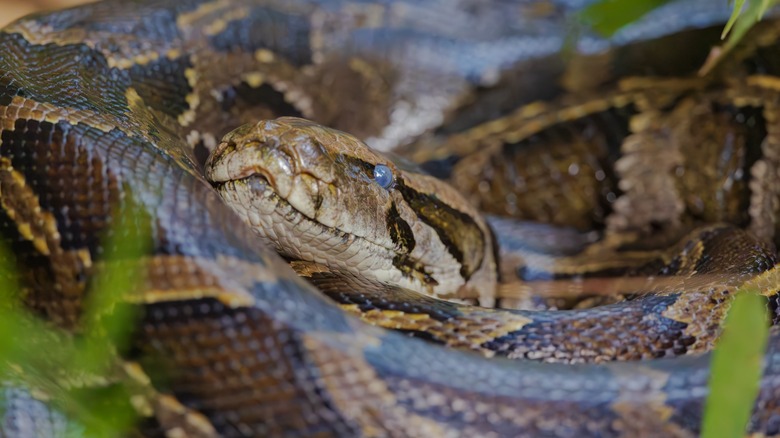 A Burmese python is shown coiled up amid some leaves