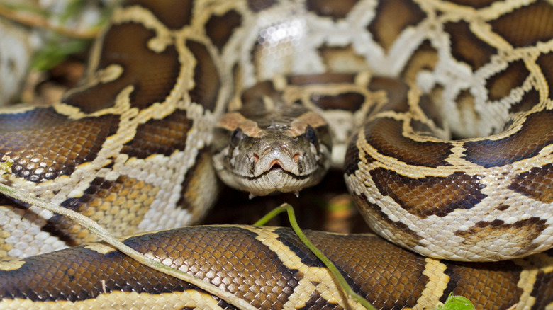 A closeup shows a coiled Burmese python looking directly at camera