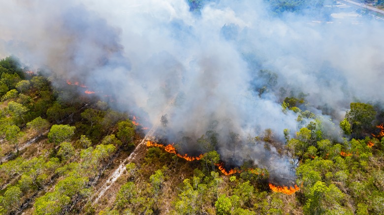 A fire burning through a forest producing large clouds of white and gray smoke