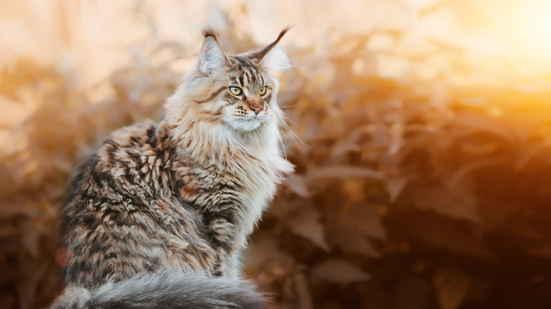 A rust-colored Maine Coon cat sits in front of foliage