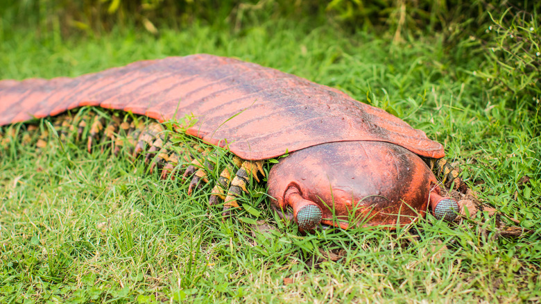 A model of an Arthropleura is shown in the grass