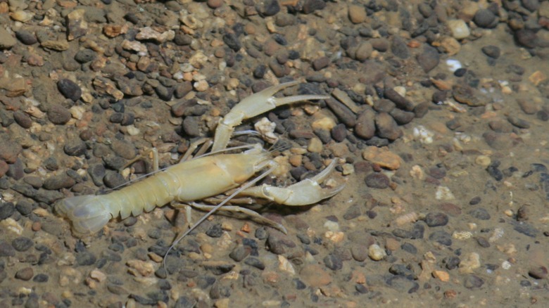 Cave crayfish found in streams of Mammoth Cave