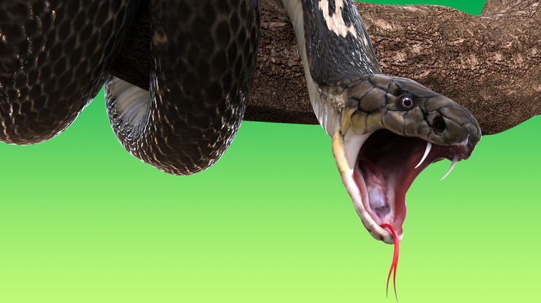 A king cobra with open mouth revealing fangs and tongue while attached to a branch