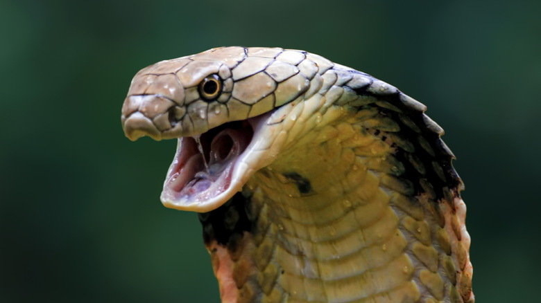 The head of a king cobra in closeup against a green background