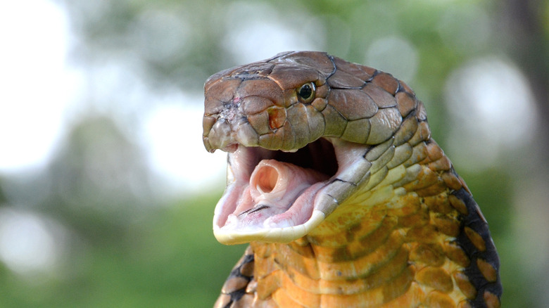 A king cobra with open mouth in closeup against a blurred background