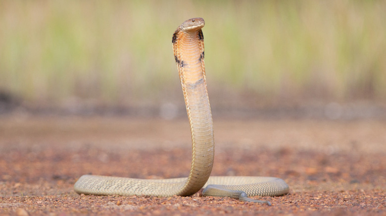 A king cobra raises its head off the ground against a blurred background