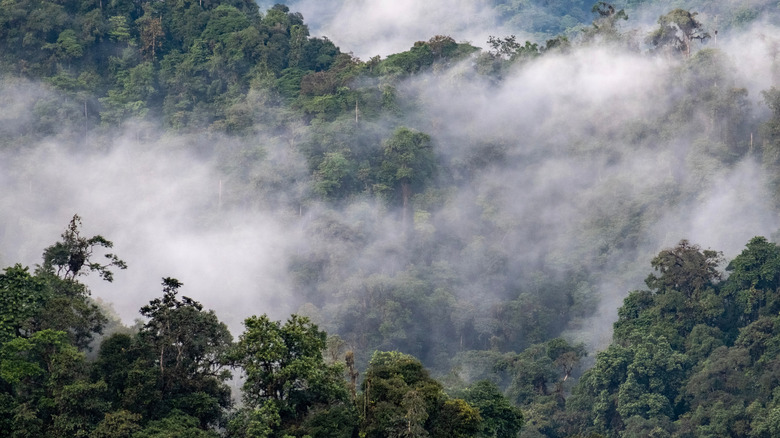 A cloudy forest in Ecuador