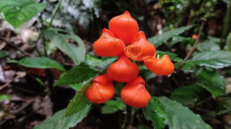 Gasteranthus extinctus with several blooms