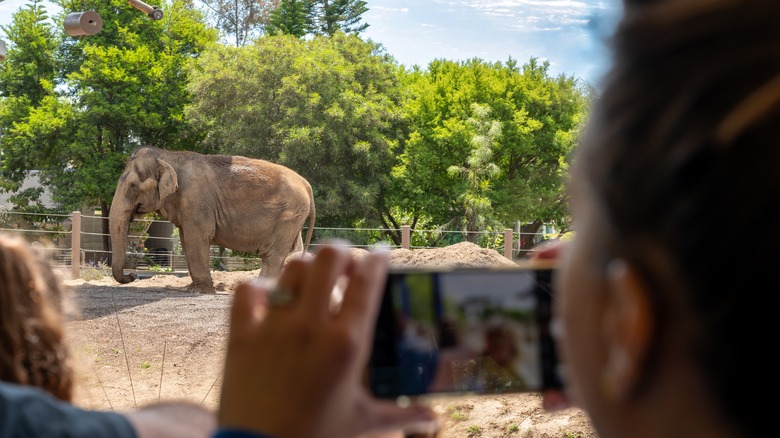 Tourists take pictures of an elephant at the zoo