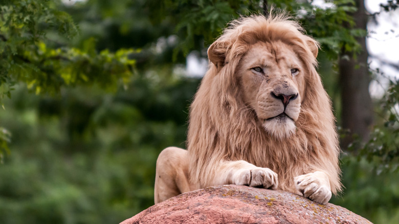 A male lion lays on top of a rick with trees in the background