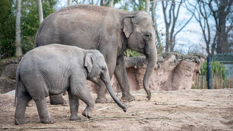 An adult elephant stands beside a younger elephant in a zoo enclosure