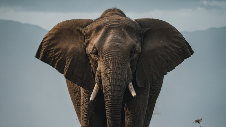 An elephant looks straight into camera with mountains visible in the background