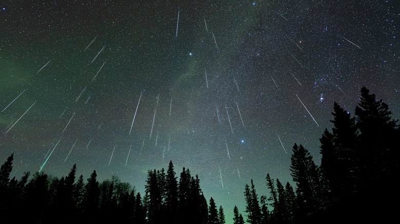 meteor shower over pine woods