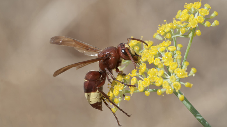 An Oriental hornet climbs on a small yellow flower