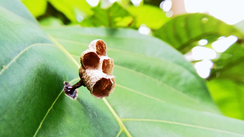 A four-cavity wasp nest attached to the surface of a green leaf