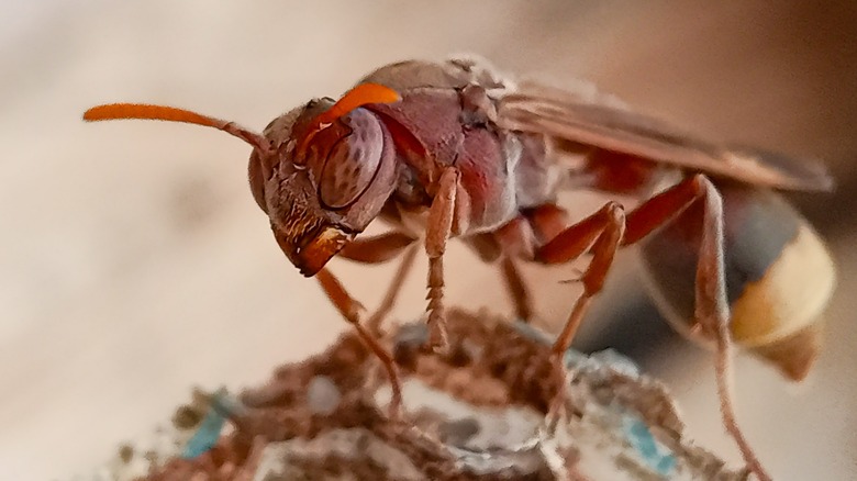 A rust-red colored Oriental hornet sits on its nest