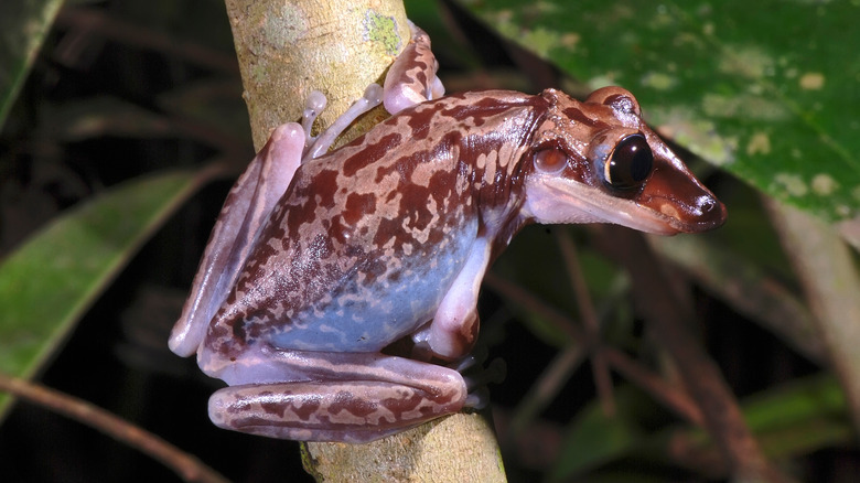 A pointy-headed frog with a variegated brown and light brown color scheme.