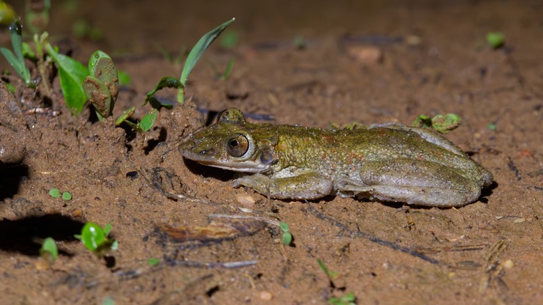 A light green frog with large eyes and a protruding face lies in the dirt