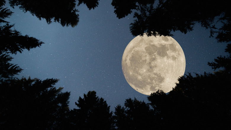 full moon over a forested canopy