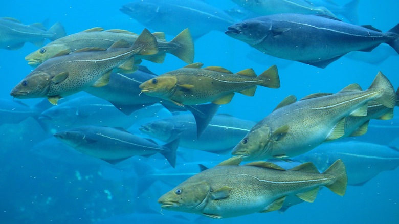 a group of pale green Atlantic cod swim together underwater