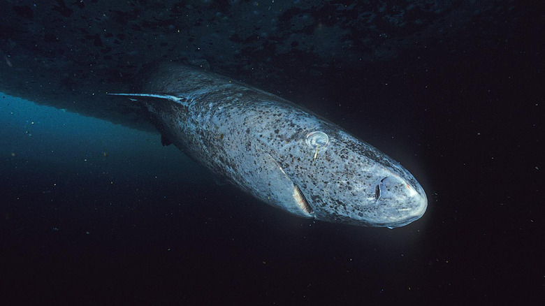 A Greenland shark underwater