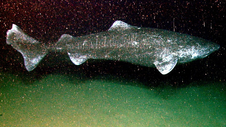 a Greenland shark swimming in the deep sea